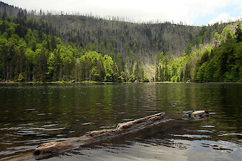 Natur am Nationalpark Bayerischer Wald